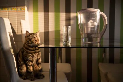 Cat on kitchen chair posing beside cup of glass and filter system Stock Photos
