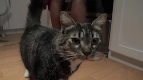 Cat in a Kitchen Stock Footage 72472121