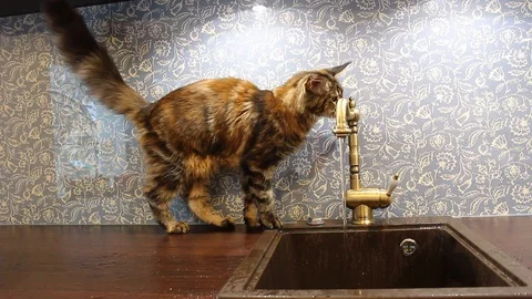 Cat  in kitchen Stock Footage 129561702