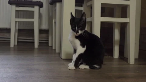 Cat in the kitchen near the table Stock Footage 277717614