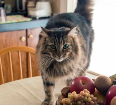Cat on a kitchen table Stock-Fotos
