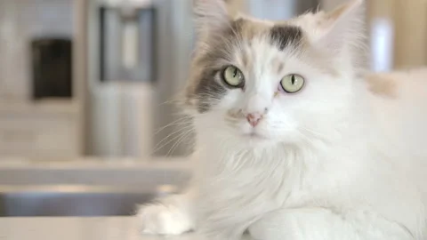 Cat in kitchen waiting for meal Stock Footage 143038134