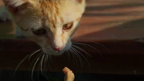 Cat kitten chasing hunting for a piece of food, food for cats POV camera Stock Footage 253409256