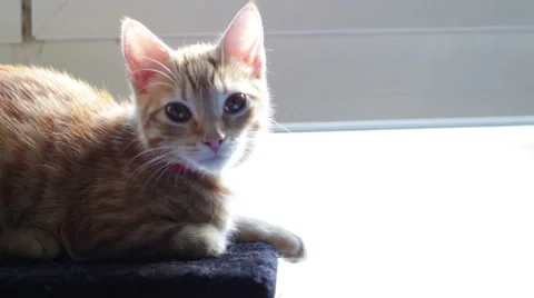Cat kitten cute Stock Footage 43537307