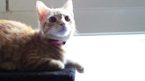 Cat kitten cute Stock Footage 43537328