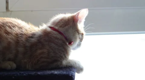 Cat kitten cute Stock Footage 43537390