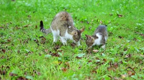 Cat with kitten eat outside Stockbeeldmateriaal 10807789
