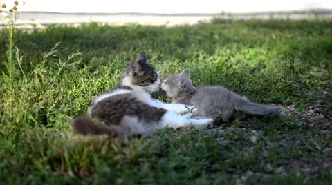 A cat with a kitten Video stock 57820030