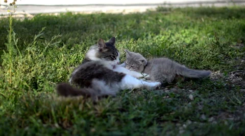 A cat with a kitten Stock Footage 57820518