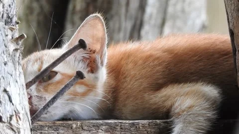 Cat kitten Video stock 156204772