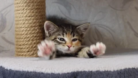 Cat, kitten 스톡 동영상 258305200