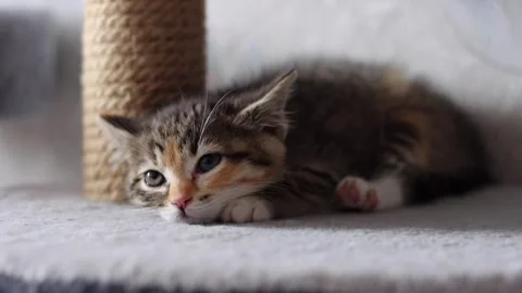 Cat, kitten 스톡 동영상 258305202