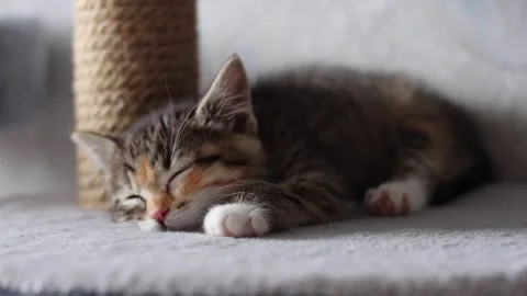 Cat, kitten 스톡 동영상 258305203