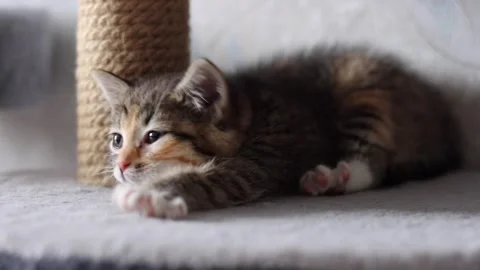 Cat, kitten 스톡 동영상 258305204