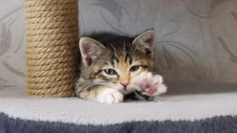 Cat, kitten 스톡 동영상 258305205