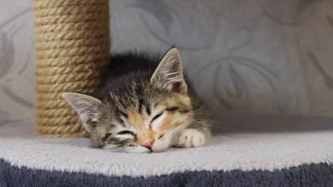 Cat, kitten 스톡 동영상 258305208