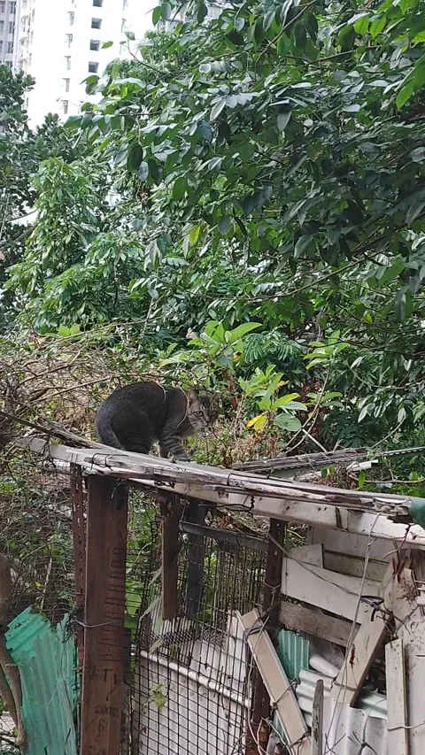 Cat Kitten 库存影片 263978637