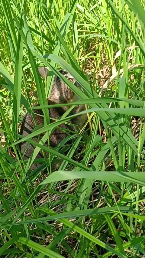 Cat, кitten In The Grass Stock Footage 290020225