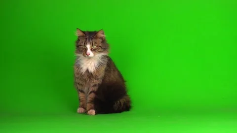 Cat kitten gray on green screen background isolated Vidéo 169889315