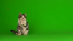 Cat Jumping Up and Down  Green Screen #cat #kitten #catmeme