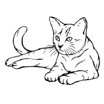 Cat Kitten hand drawn イラスト素材
