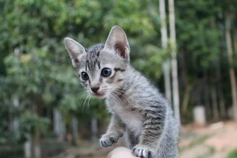 Cat kitten it's so cute baby, have a gray fur. Foto stock