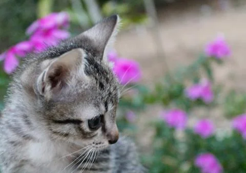 Cat kitten it's so cute baby, have a gray fur. Stock-Fotos