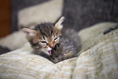 Cat kitten Kitty Cleaning Her Paw Stock Photos