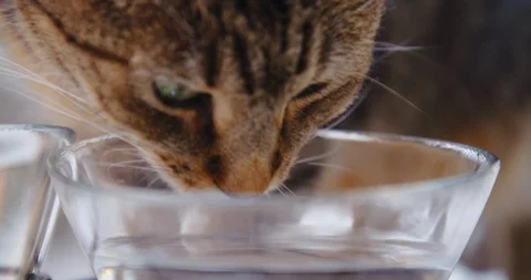 Cat, kitten, kitty, drinking water and milk. 4K. Stock Footage 120246220