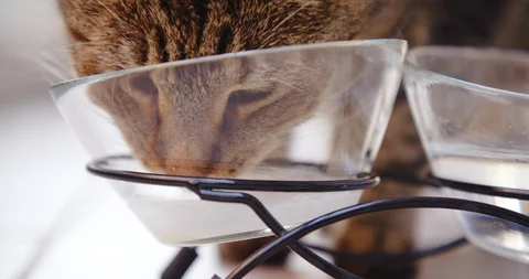 Cat, kitten, kitty, drinking water and milk. 4K. Stock Footage 120246618