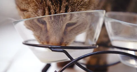 Cat, kitten, kitty, drinking water and milk. 4K. Stock Footage 120246792