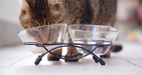 Cat, kitten, kitty, drinking water and milk. 4K. Stock Footage 120247239