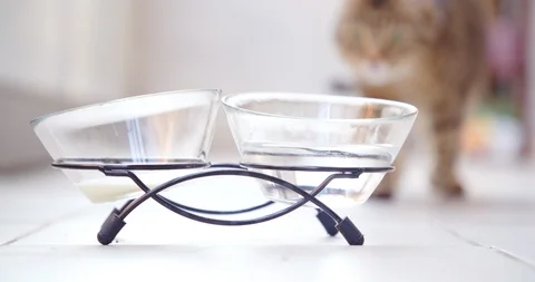 Cat, kitten, kitty, drinking water and milk. 4K. Stock Footage 120247285