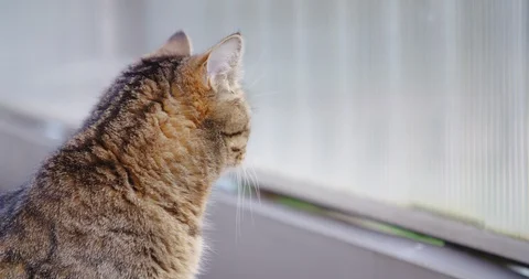Cat, kitten, looking around, moves its ears, listens carefully around. 4K. Stock Footage 120248492