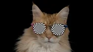Cat Kitten Meow Animal Purr Cute Feline Disco Hypnotic Stock Footage