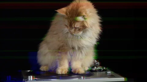 Dj Cat Stock Video Footage, Royalty Free Dj Cat Videos