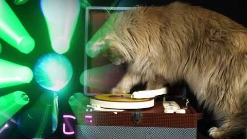 Dj Cat Stock Video Footage, Royalty Free Dj Cat Videos