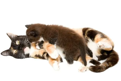 Cat with a kitten Stock Photos