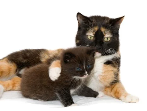 Cat with a kitten Stock Photos