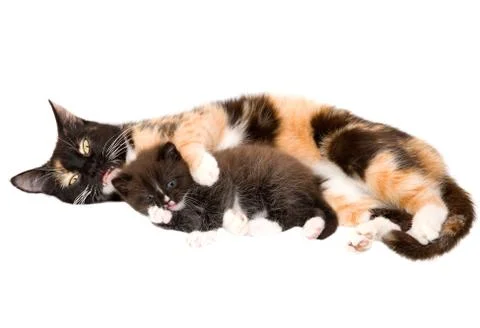 Cat with a kitten Stock Photos
