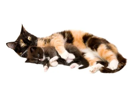 Cat with a kitten Stock Photos