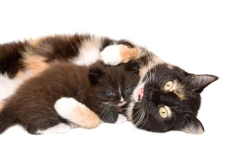 Cat with a kitten Stock Photos
