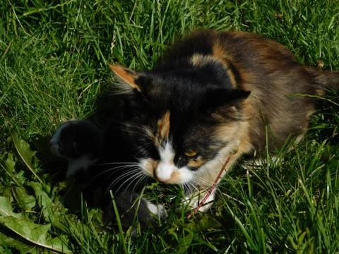 Cat with kitten Fotos Stock