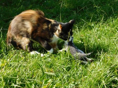 Cat with kitten Stock Photos