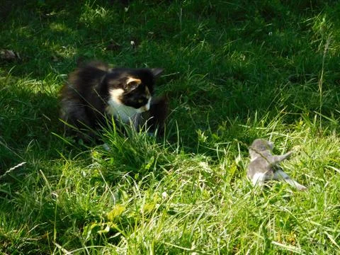 Cat with kitten Stock Photos
