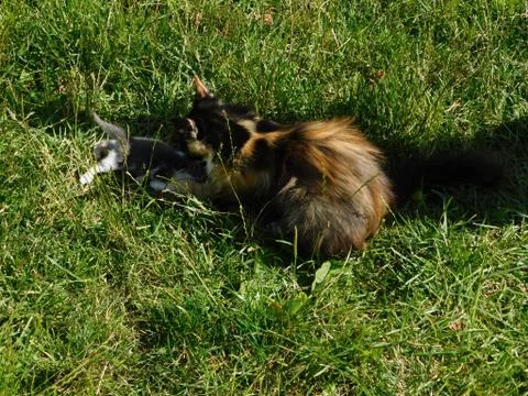 Cat with kitten Stock Photos