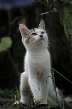 Cat (kitten) Stock Photos