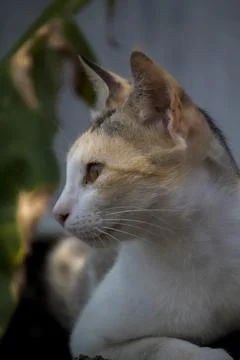 Cat (kitten) Stock Photos