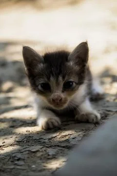 Cat (kitten) Stock Photos