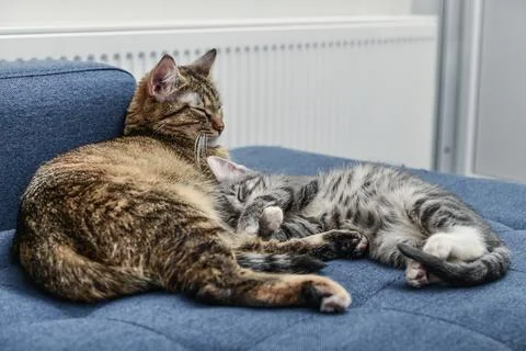 Cat with kitten Foto stock